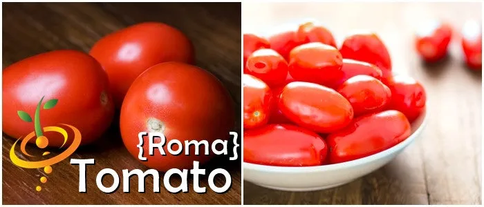 Tomato - Roma (Determinate)