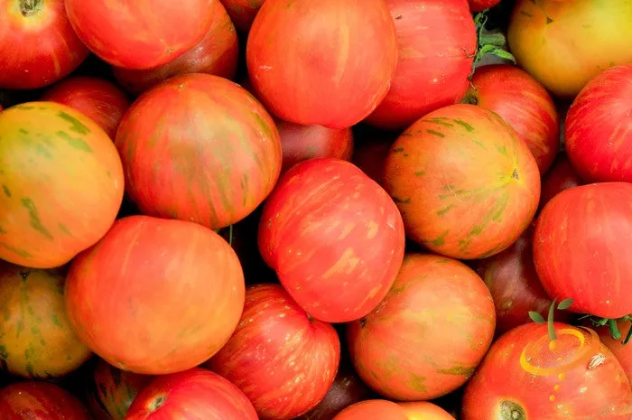 Tomato - Tigerella (Indeterminate)