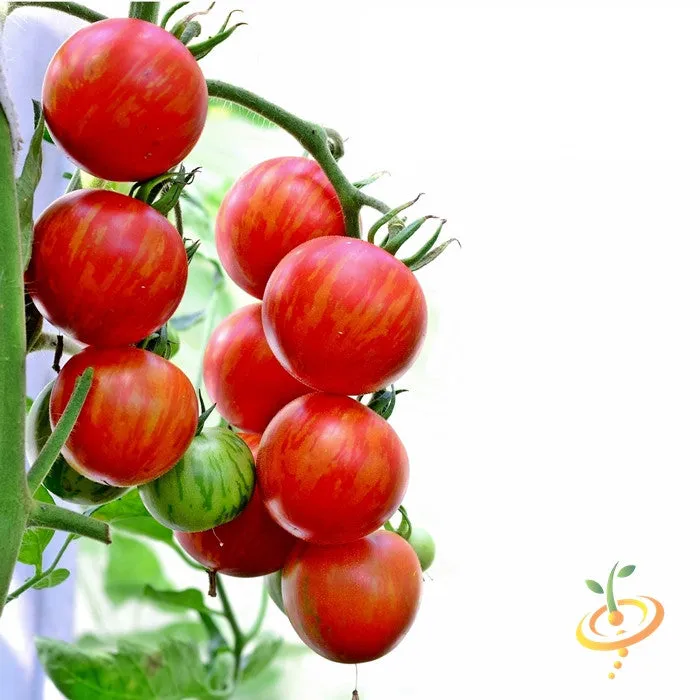 Tomato - Tigerella (Indeterminate)