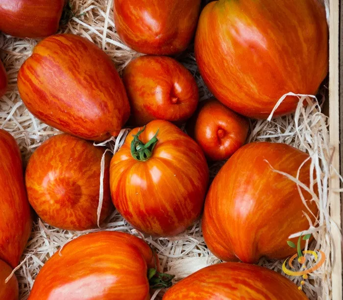 Tomato - Tigerella (Indeterminate)