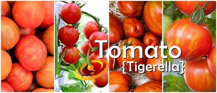 Tomato - Tigerella (Indeterminate)