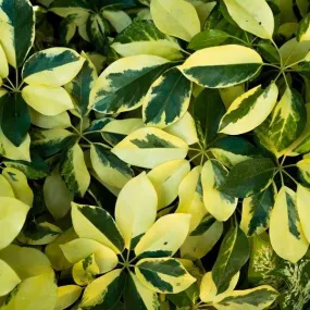 Variegated Schefflera