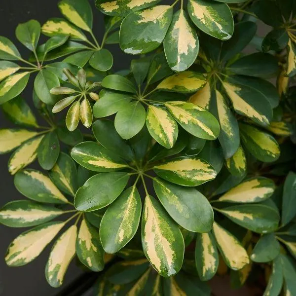 Variegated Schefflera