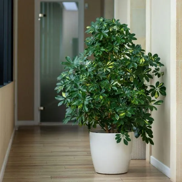 Variegated Schefflera