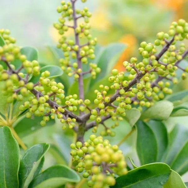 Variegated Schefflera