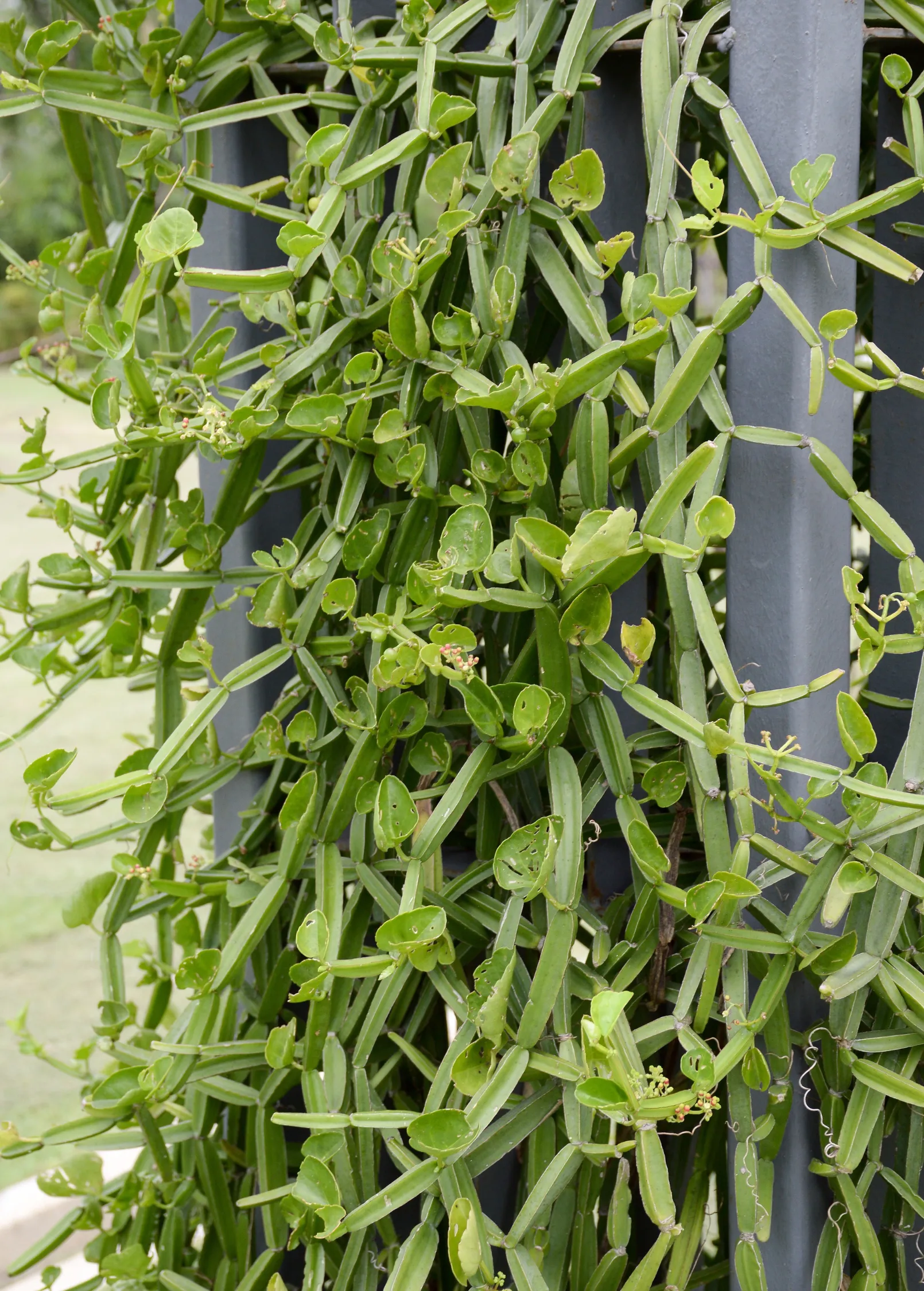Veld Grape (Cissus quadrangularis)