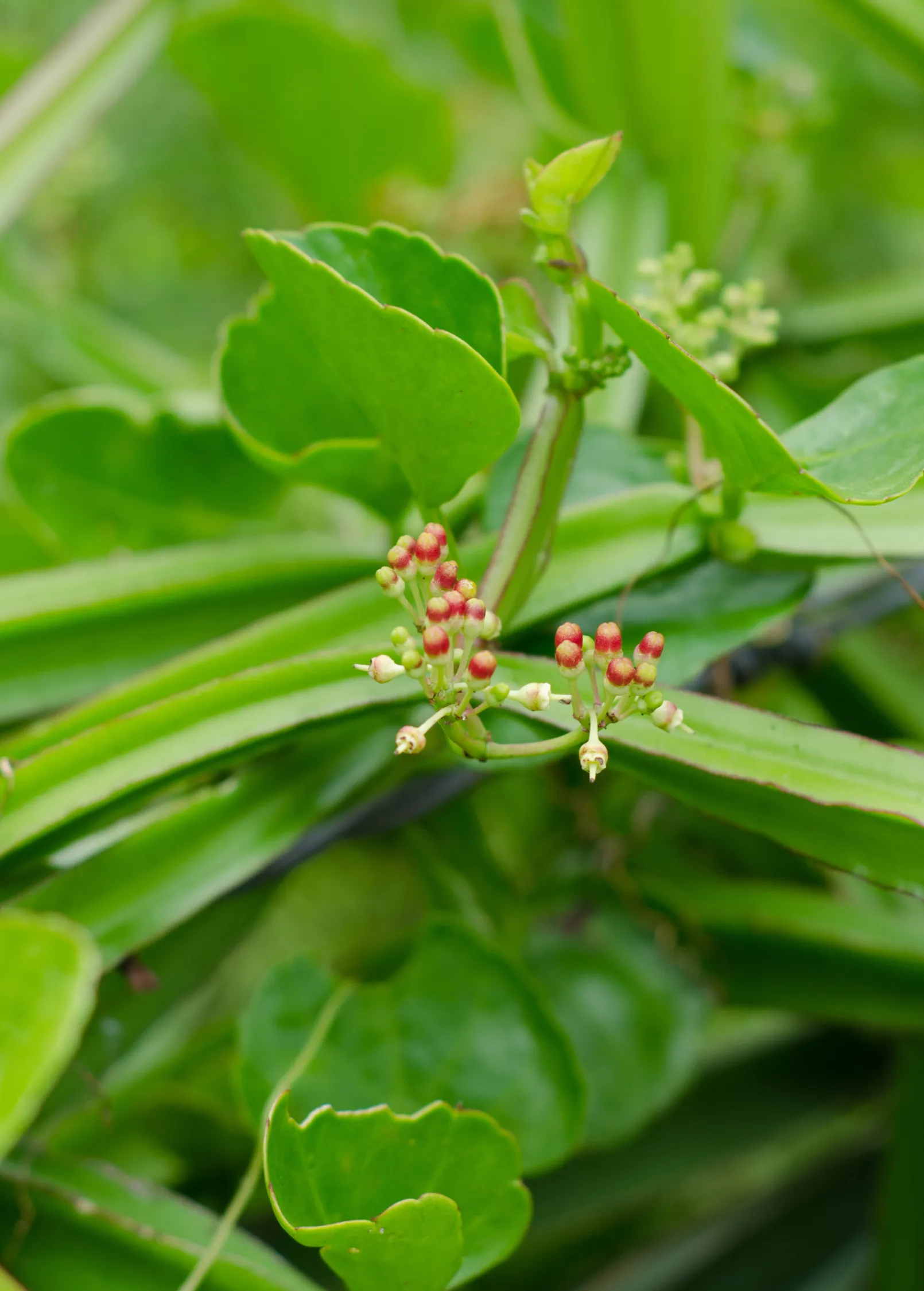Veld Grape (Cissus quadrangularis)
