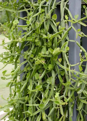 Veld Grape (Cissus quadrangularis)