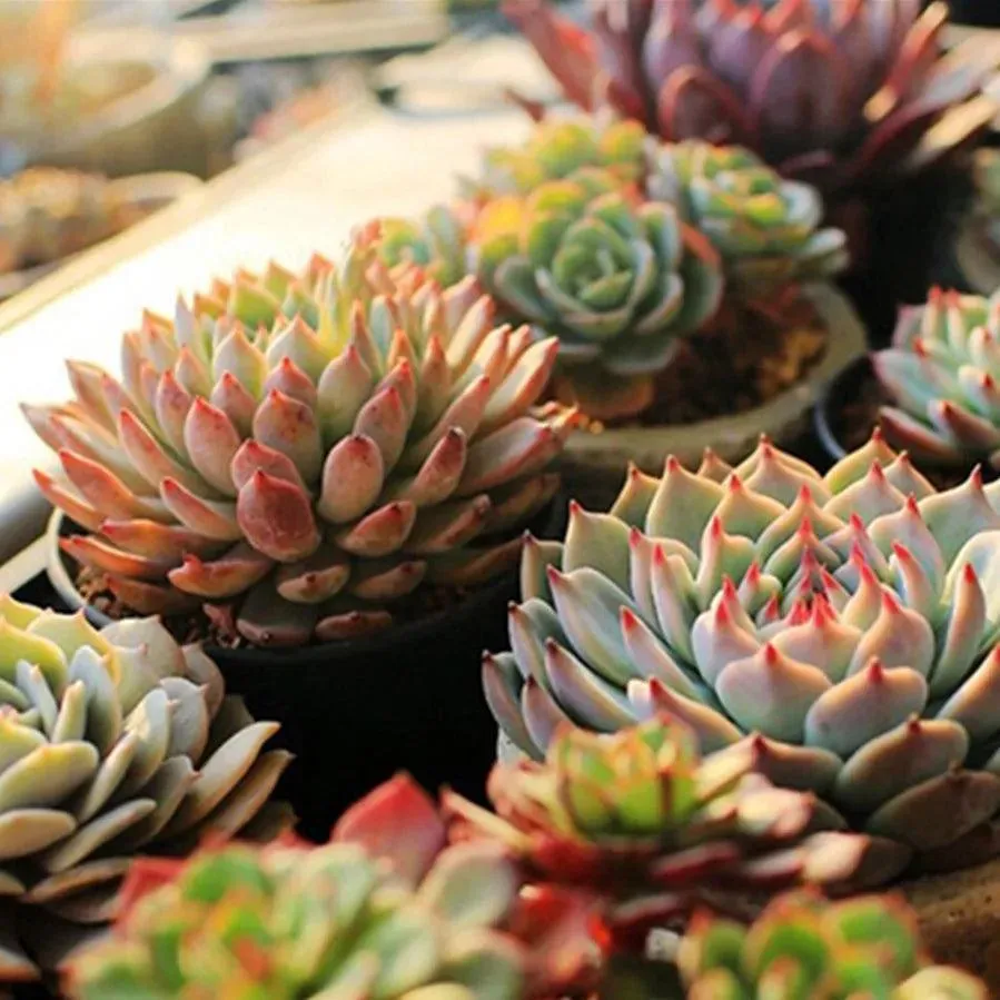 VnnZzo USB LED Grow Light: Optimal Plant Growth Solution