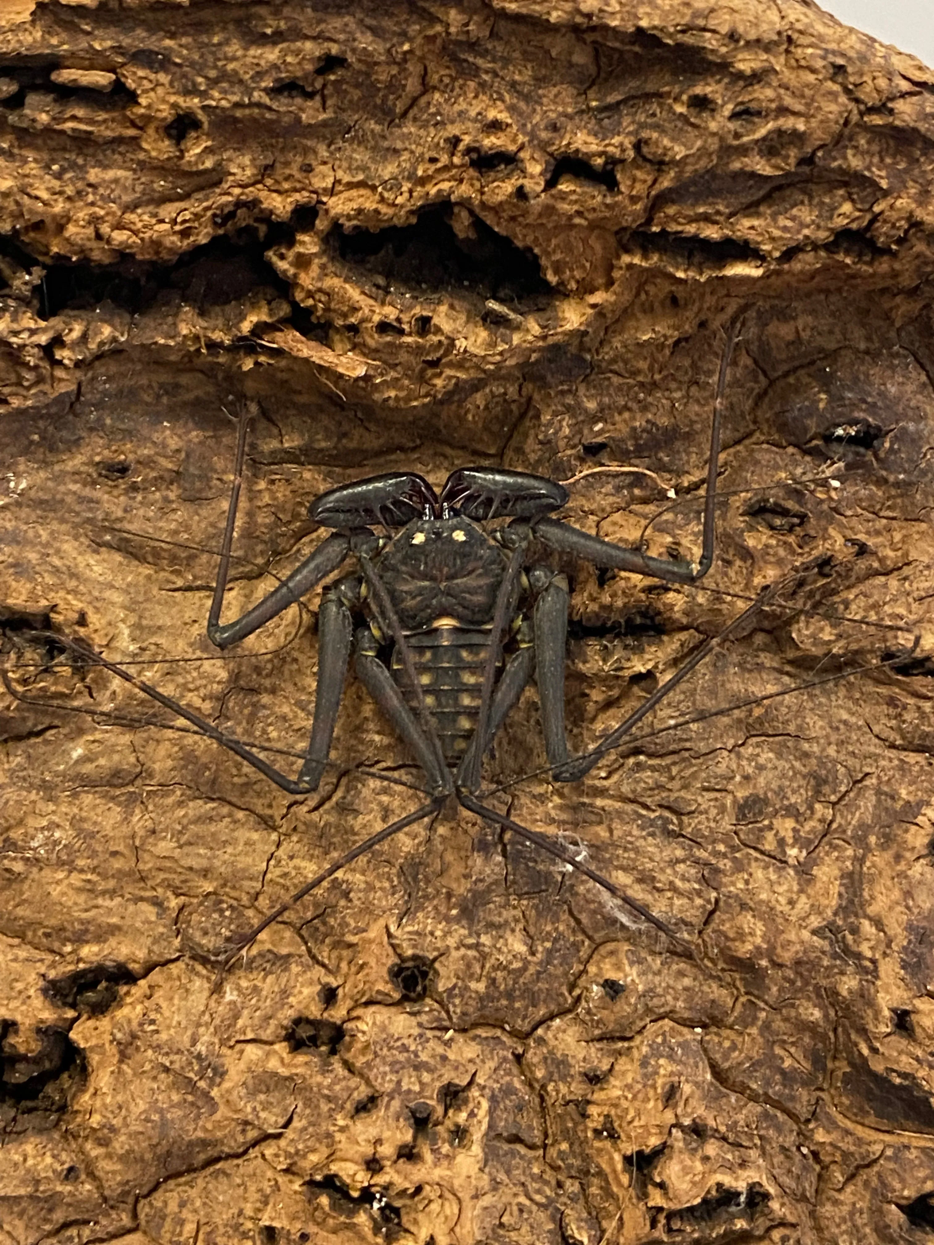 Whip Spider - Damon cf. diadema